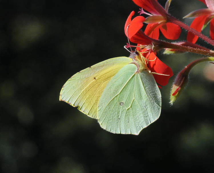 Gonepteryx rhamni ? No, Gonepteryx  cleopatra